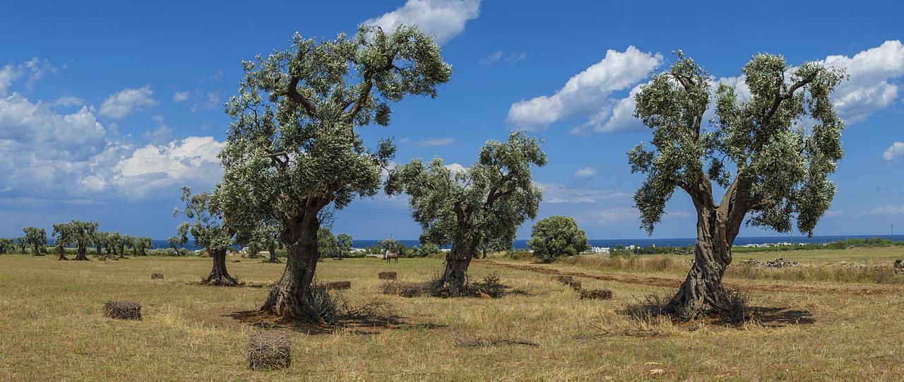 Masseria Palombara Grande Ostuni Eksteriør billede