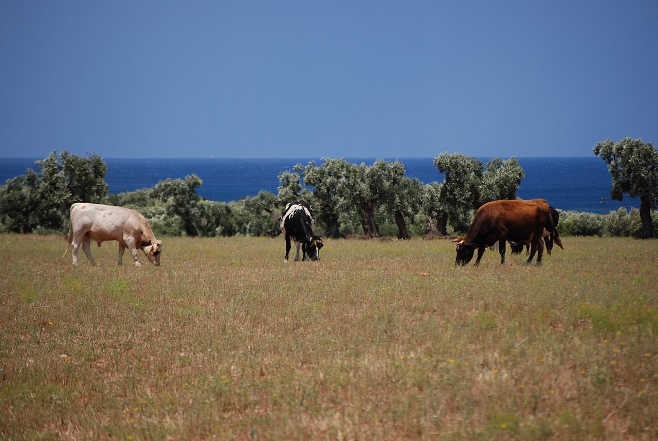 Masseria Palombara Grande Ostuni Eksteriør billede