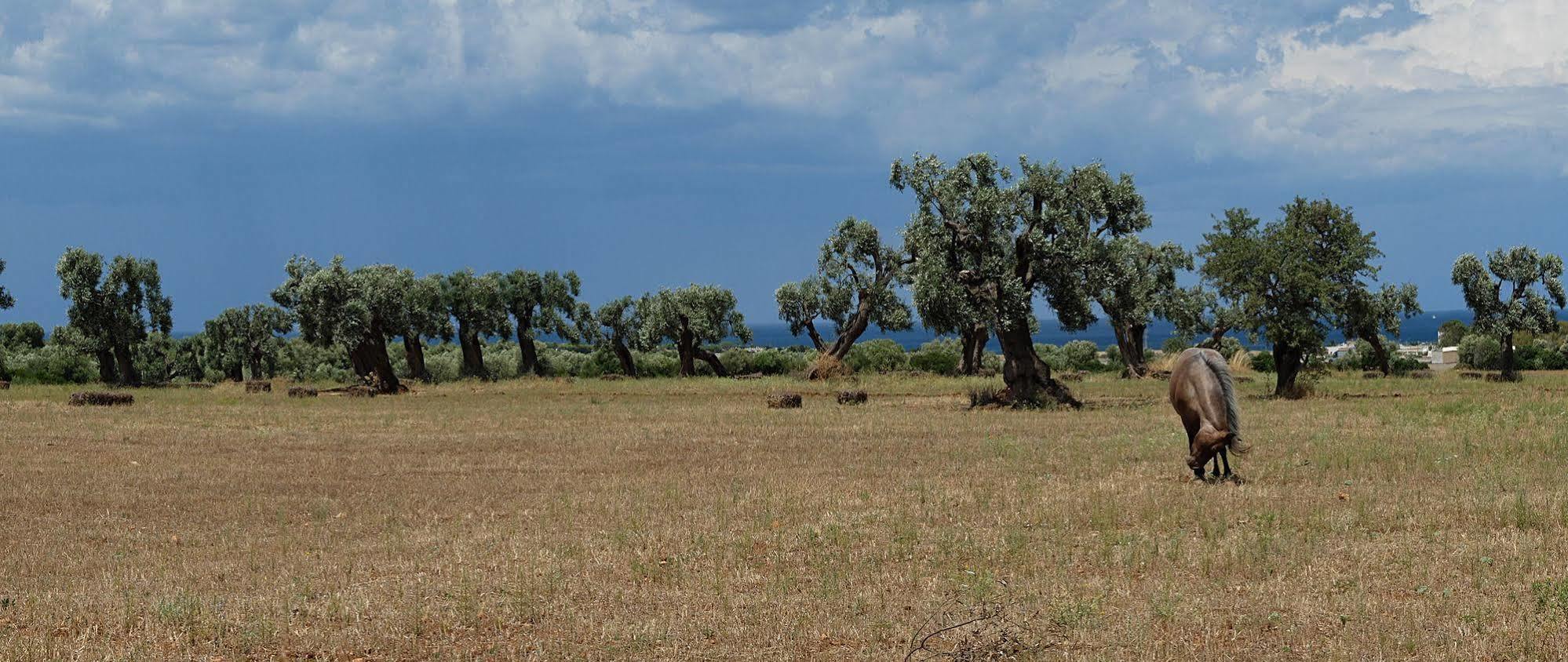 Masseria Palombara Grande Ostuni Eksteriør billede