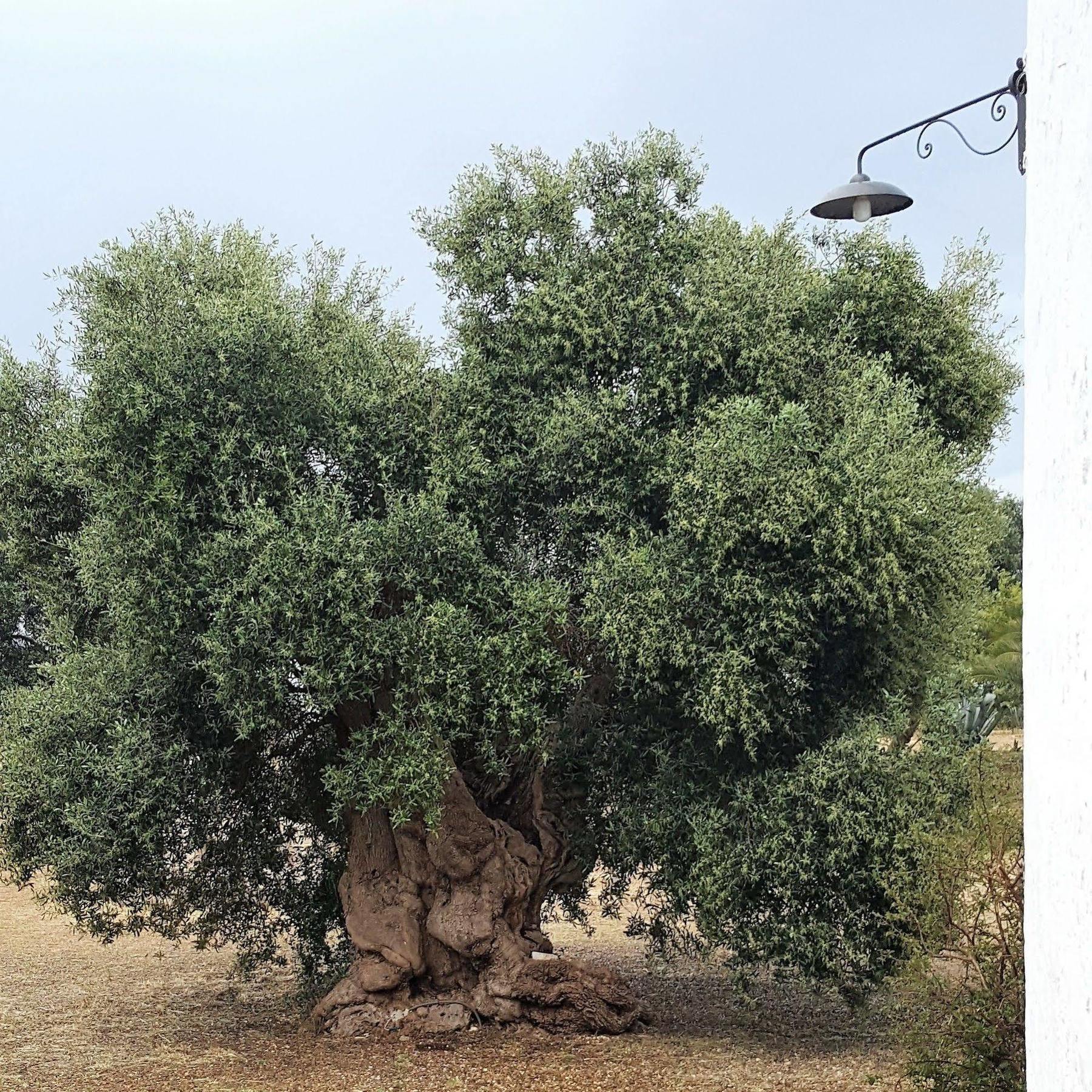 Masseria Palombara Grande Ostuni Eksteriør billede